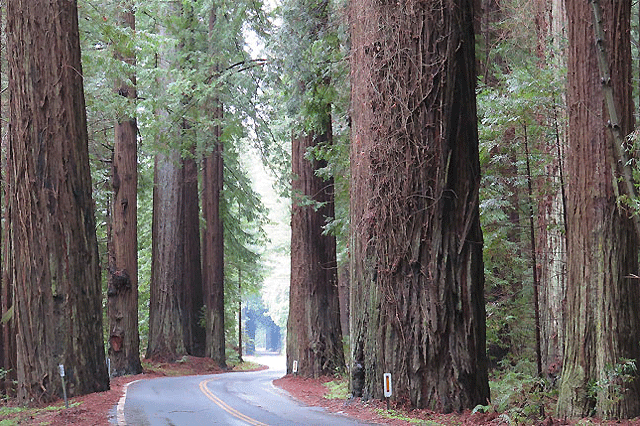 Roaming the Redwoods