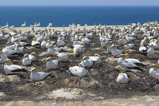 Nature’s theatre at Cape Kidnappers