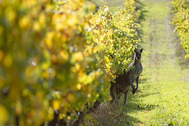 Margaret River’s feast for the senses