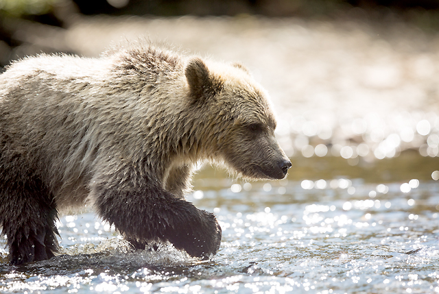 The Best of Canada’s West
