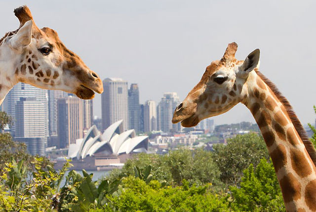 Virtual wildlife with Taronga TV