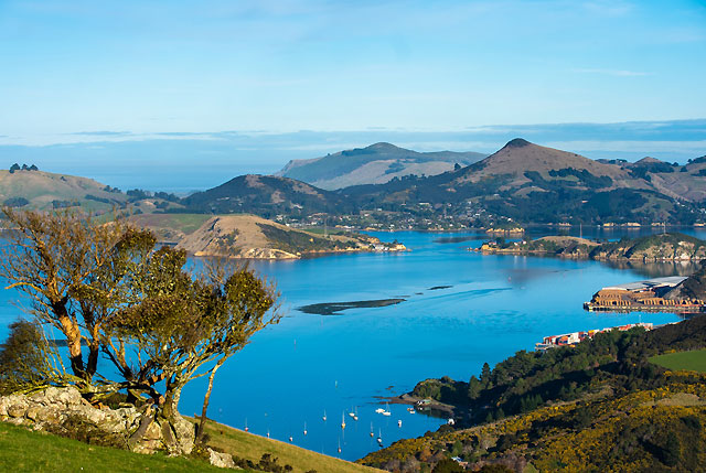 Totally wild about Dunedin