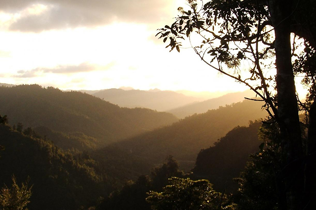 Into the Mist of Te Urewera