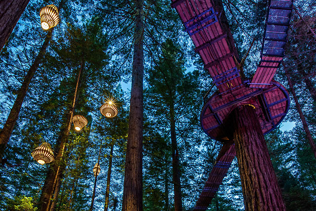 Forest theatre and therapy in Rotorua