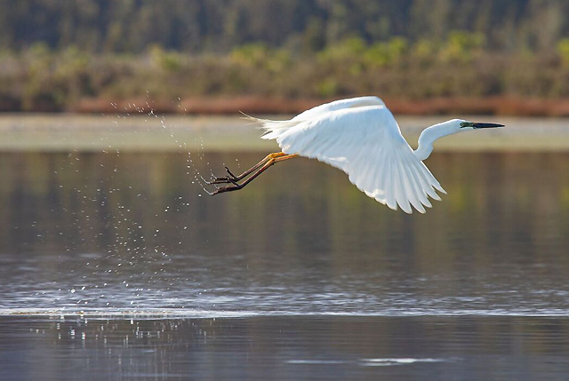 Spirit of South Westland