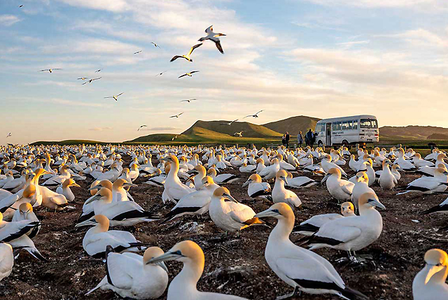 Capers at Cape Kidnappers