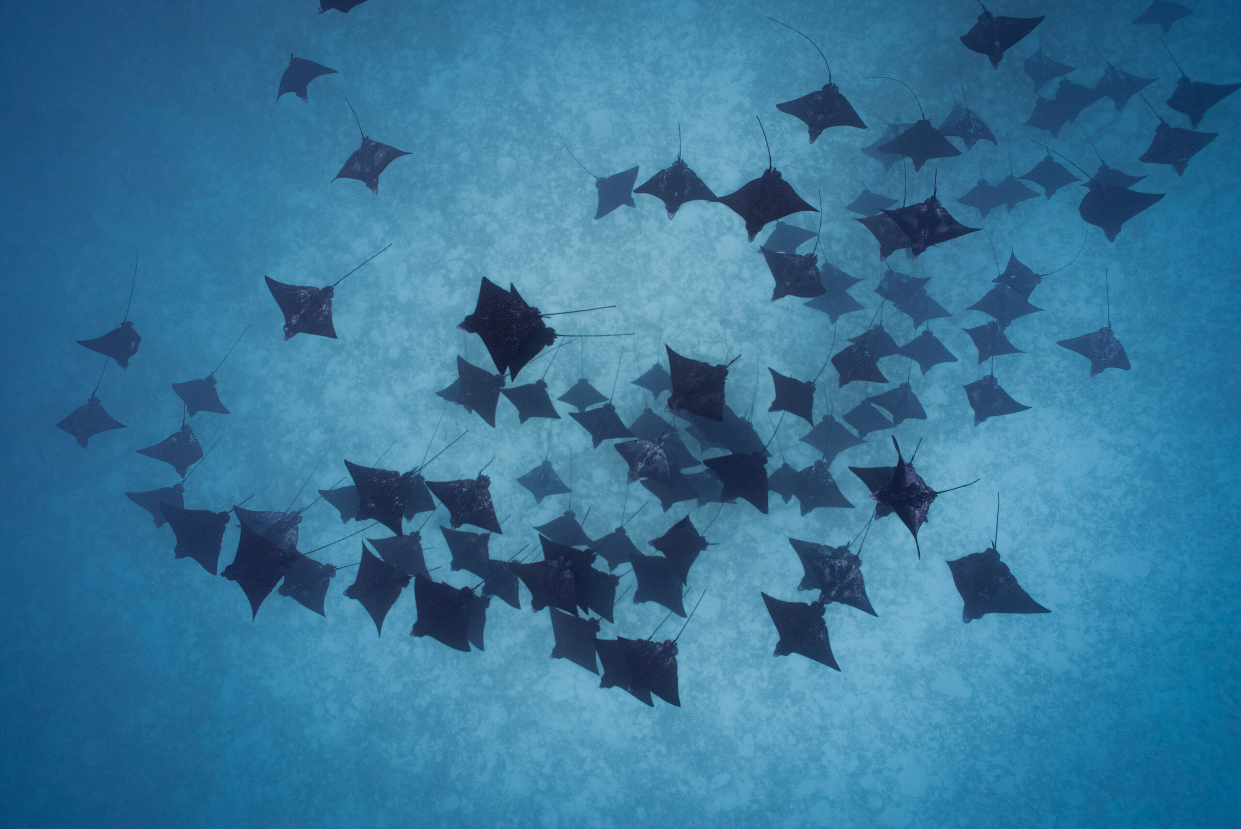 Paul Gauguin Cruises: An Intimate Escape Through the South Pacific